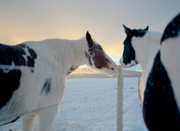 Paws Up Horses